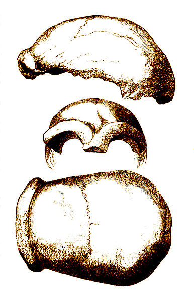 Drawing of fossilized scullcap of Neanderthal 1. (Click on image to view larger.)